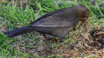 Eine Amsel sucht tchtig Material fr den Nestbau.