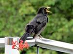 Amselmnnchen singt sein Abendlied mit viel Hingabe auf unserem Balkon - 01.06.2018