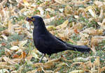 Amsel am Ahrufer in Bad Neuenahr - 12.07.2020