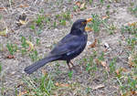 Amsel am Ahrufer in Bad Neuenahr - 12.07.2020