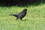 Amsel auf dem Rasen bei der Futtersuche - 20.04.2021