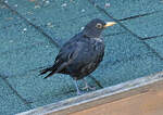 Jngere Amsel auf dem Gartenhausdach - 07.08.2022