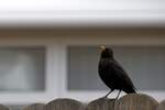 Schwarzdrossel, auch Amsel genannt, auf Gartenzaun (RHEINE, Kreis Steinfurt/Deutschland, 09.05.2021)