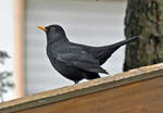 Amsel auf Gartenhausdach - 15.10.2023