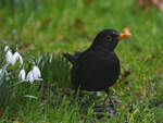 Eine Amsel war im Februar 2026 mal wieder in unserem Garten zu sehen.