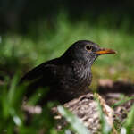 Diese Amsel versteckt sich im Unterholz, so gesehen Anfang M�rz 2026 in Hattingen.