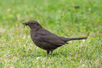 Amsel auf  Regenwurmjagd.