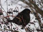 Amsel