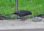 Amsel knabbert am Meisenring - 08.03.2010