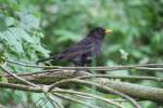 Mnnliche Amsel (Turdus merula) am 22.6.2010 auf dem Gelnde des Leintalzoos.