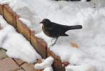 Amsel im Schnee - Eu 08.12.2010