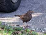 Singdrossel (Turdidae) sucht auf einem Parkplatz nach Nahrung;110506