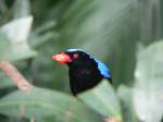 Ein Elfenblauvogel (Irena puella / Asian Fairy Bluebird) in der Voliere des Hong Kong Park, 2007