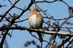 Ein Hnfling singt am Feldrand am Ratzeburger See; 06.04.2012