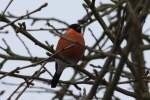 Ein Gimpel im Apfelbaum; 17.03.2013