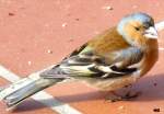 Ein Buchfink (Fringilla coelebs)auf Futtersuche im heimischen Garten Mrz 2013.