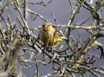 Grnling  Carduelis chloris  am 14.02.2013.