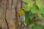 Grnfink-Altvogel beobachtet seine 3 Grnschnbel.