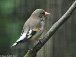 Graukopfstieglitz (Carduelis caniceps) im Tierpark Berlin