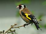 Stieglitz oder Distelfink (Carduelis carduelis) im Zoo Hluboka / Tschechien