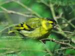 Erlenzeisig (Carduelis spinus).