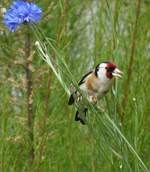 Stieglitz oder Distelfink (Carduelis carduelis),zu Besuch in unserem Garten.