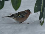 Ein Buchfink sucht Essbares im Schnee.