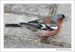 Buchfink (Fringilla coelebs) - Fotografiert in Ostfriesland, Deutschland