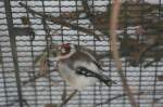 Distelfink oder auch Stieglitz (Carduelis carduelis) am 9.1.2010 im Tierpark Berlin.