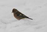 Ein ♂ Buchfink (Fringilla coelebs) durchsucht den Schnee nach übriggebliebenen Brotkrumen.