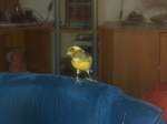 Kanarienvogel  Cahrly , foto vom 01.11.10.