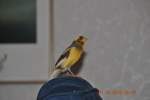 Mein Kanarienvogel Carly beim singen am 31.12.2010.