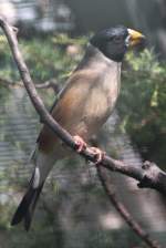 Weihand-Kernbeier auch Schwarzschwanz-Kernbeier (Eophona migratoria) im Tierpark Berlin.