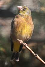 Chinagrnling (Carduelis sinica) im Tierpark Berlin.