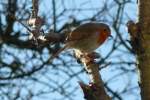 Ist das ein Rotkehlchen, dass sich da im Baum aufhielt? Aufnahme vom 26.12.09