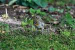 Ein junges Rotkehlchen in unserem Garten.