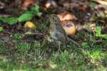 Ein junges Rotkehlchen in unserem Garten.