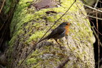 Ein Rotkehlchen zwitschert sein Liedchen am Ratzeburger Kchensee; 03.04.2016