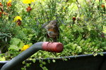 Ein junges Rotkehlchen in unserem Garten; 15.08.2016