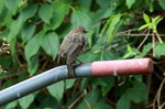 Ein junges Rotkehlchen in unserem Garten; 15.08.2016