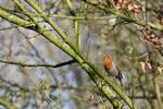 Rotkehlchen im Ortsteil Mesum (RHEINE, Kreis Steinfurt/Deutschland, 29.03.2020)