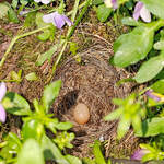 Gewagte Stelle fr ein Nest, aber ein Rotkehlchenpaar wollte wohl unbedingt in diesen gut einsehbaren Blumenkasten ein Nest bauen.