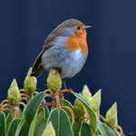 Ein Rotkehlchen pausiert auf dem Rhododendron, so gesehen Ende Januar 2026 in Hattingen.