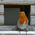 Ein Rotkehlchen in unserem Futterh�uschen.