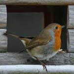 Ein Rotkehlchen in unserem Futterh�uschen.