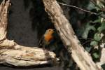 Rotkehlchen (Erithacus rubecula) als Blinder Passagier am 19.3.2010 im Zoo Basel.