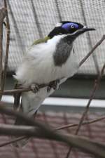 Blauohr-Honigfresser (Entomyzon cyanotis) am 18.4.2010 im Tierpark Berlin.