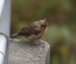 Hierbei mte es sich um ein Kardinalweibchen (Cardinalis cardinalis) handeln, welches noch einen Kkenschnabel hat.