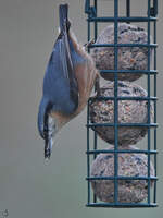 Seit langer Zeit mal wieder einen Kleiber entdeckt.