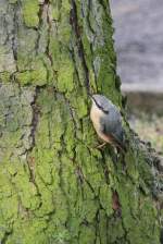 Kleiber (Sitta europaea) beim Klettern an einem Baum.